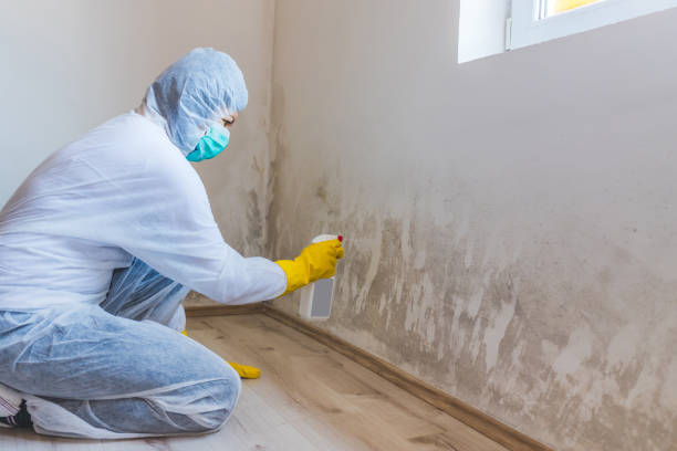 Licensed Hvac And Air Duct Mold Remediation service in Concord, MI - 24 Hour Mold Removal