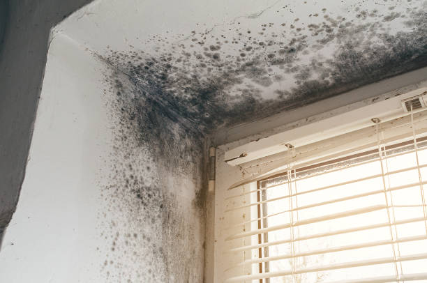 Affordable Hvac And Air Duct Mold Remediation solutions in Concord, MI